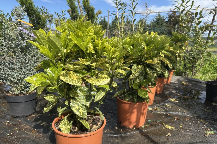 Aucuba Japonica - Pomul de aur
