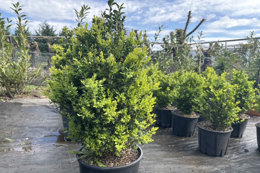 Buxus sempervirens