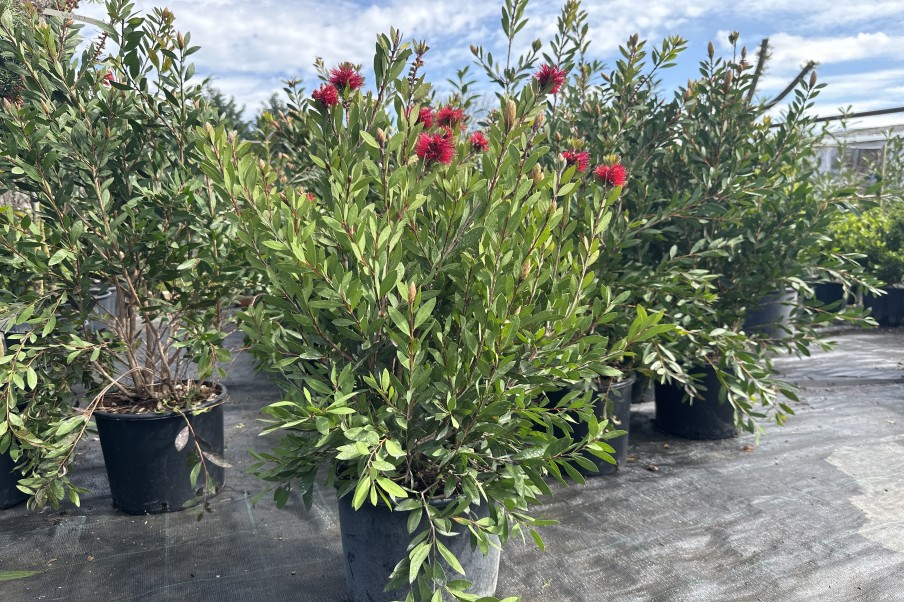 Callistemon Laevis