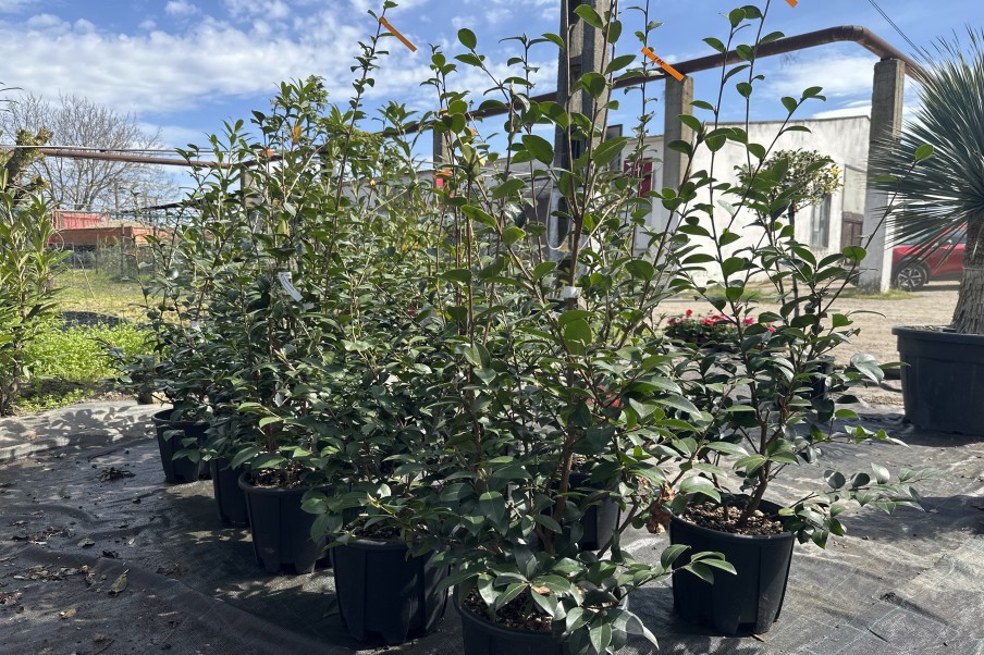 Camellia sasanqua Cleopatra