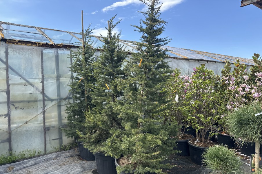 Cedrus libani - Cedru libanez