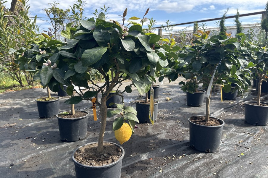 Lămâi - Citrus Limone - pe rod