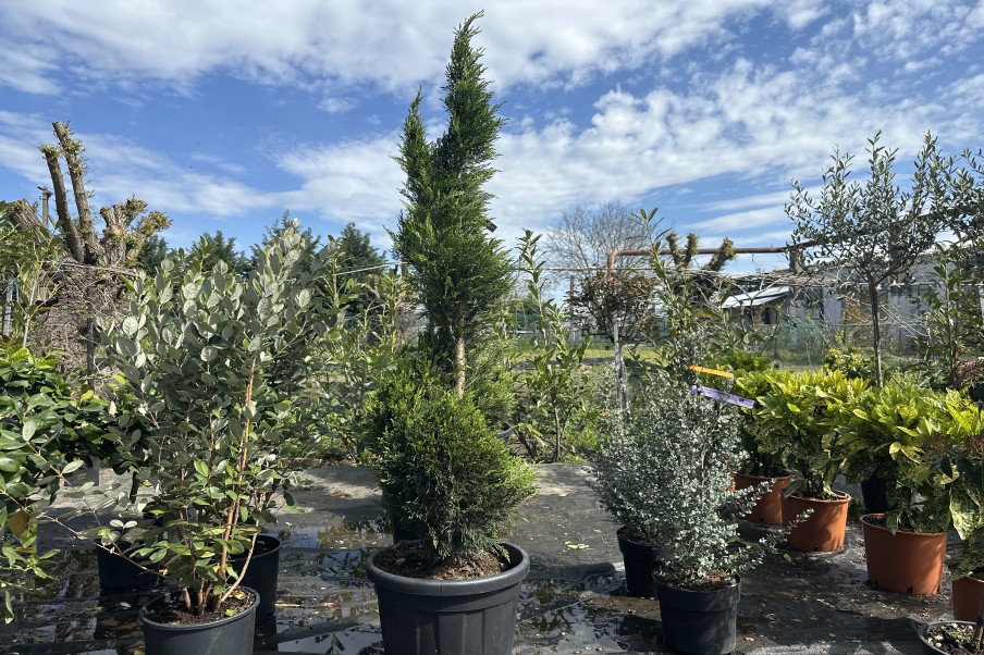 Cupressus Arizonica Fastigiata