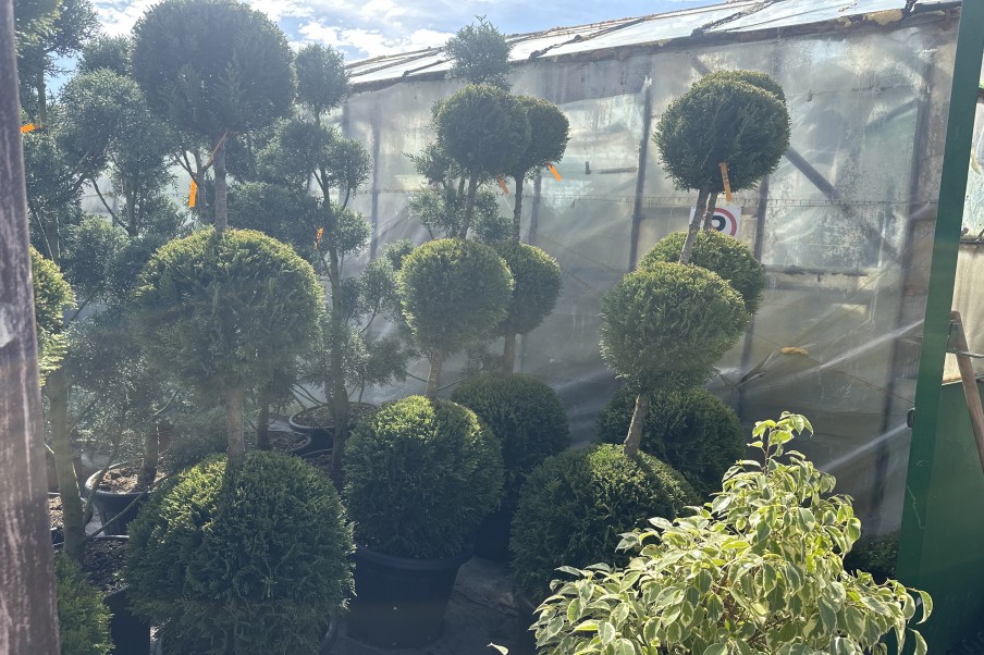 Cupressocyparis Leylandii 3 Globuri