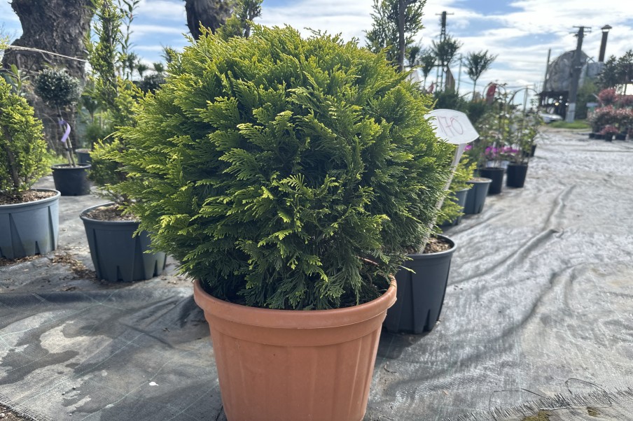 Chiparos Leylandii Gold Rider