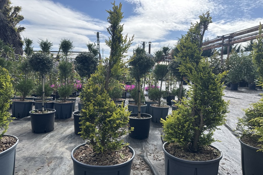 Cupressociparis Leylandii Gold Spirale