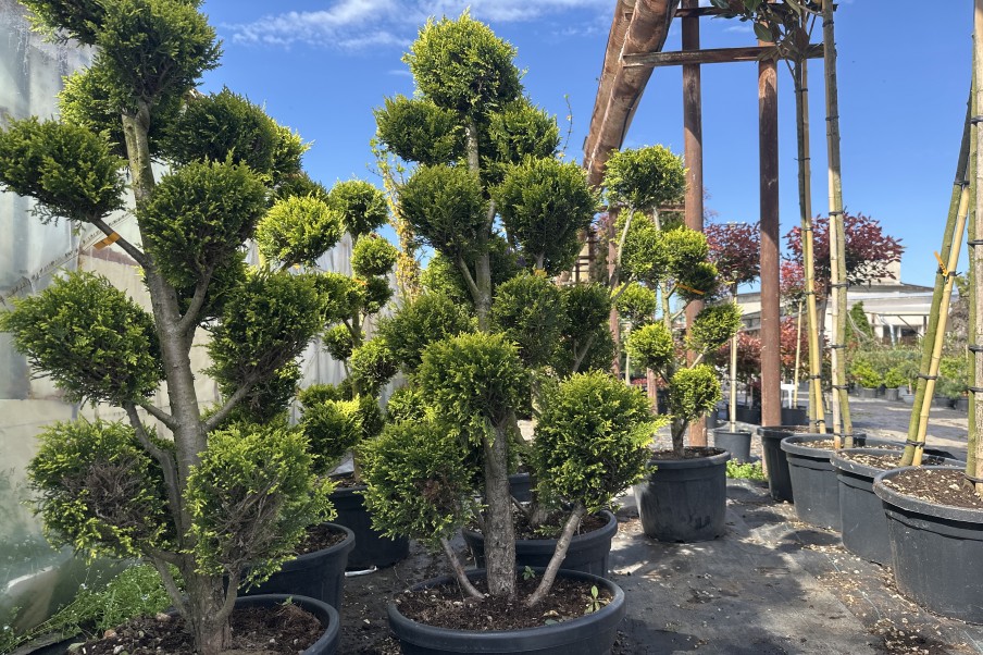 Cupressocyparis leylandii Pom Pom