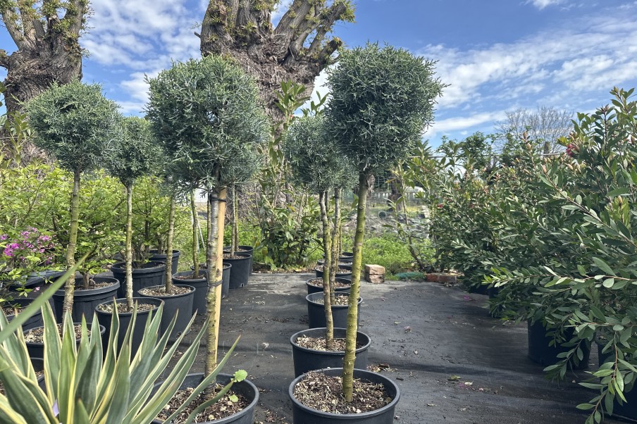 Cupressus arizonica Fastigiata - pe trunchi cu 1 glob