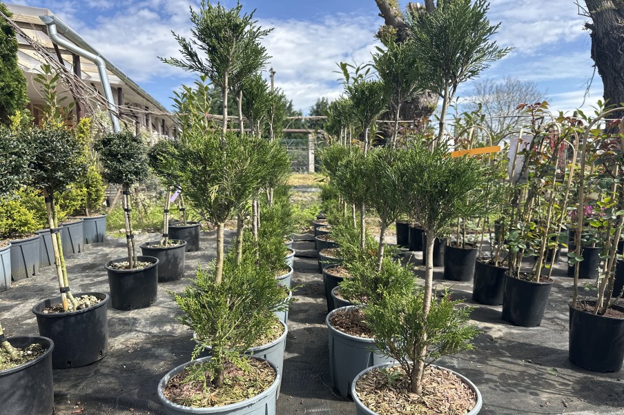 Cupressus Arizonica 3 globuri la ghiveci