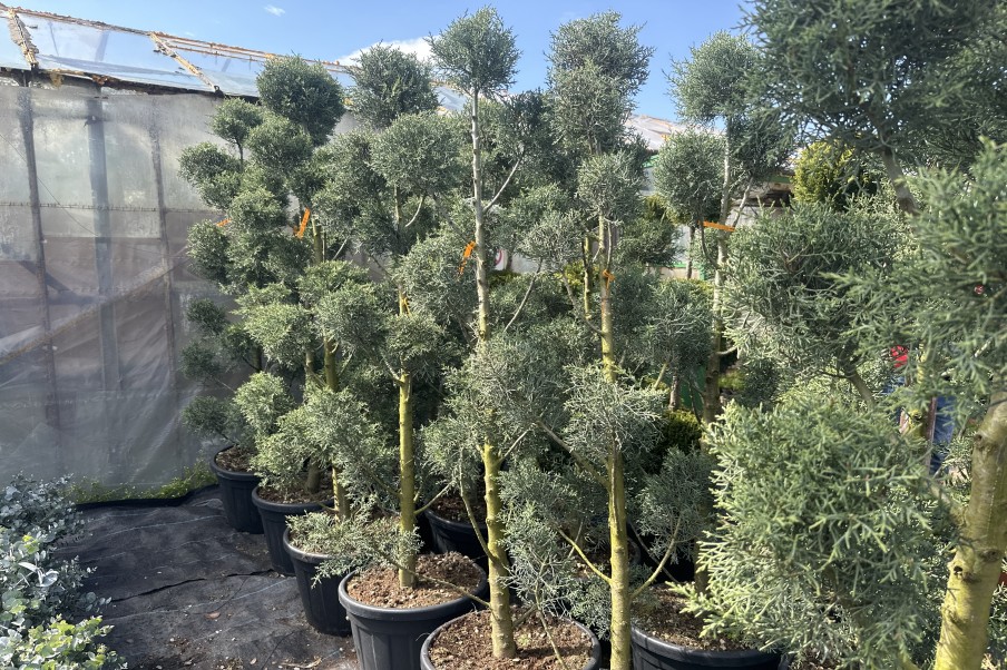 Cupressus Arizonica Pom Pon la ghiveci