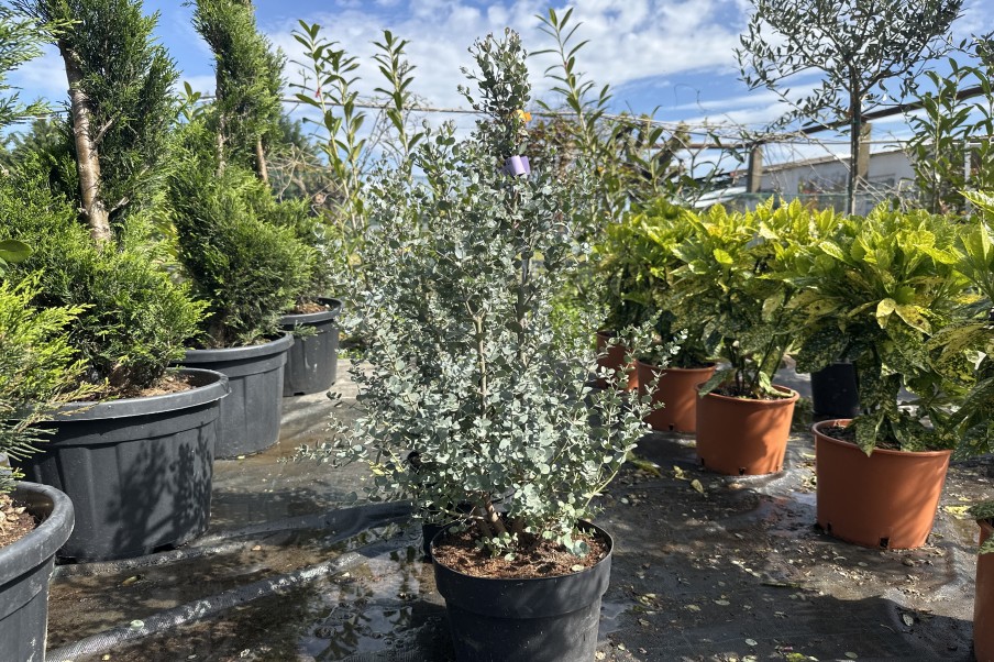 Eucalipt - Eucalyptus gunnii Azura