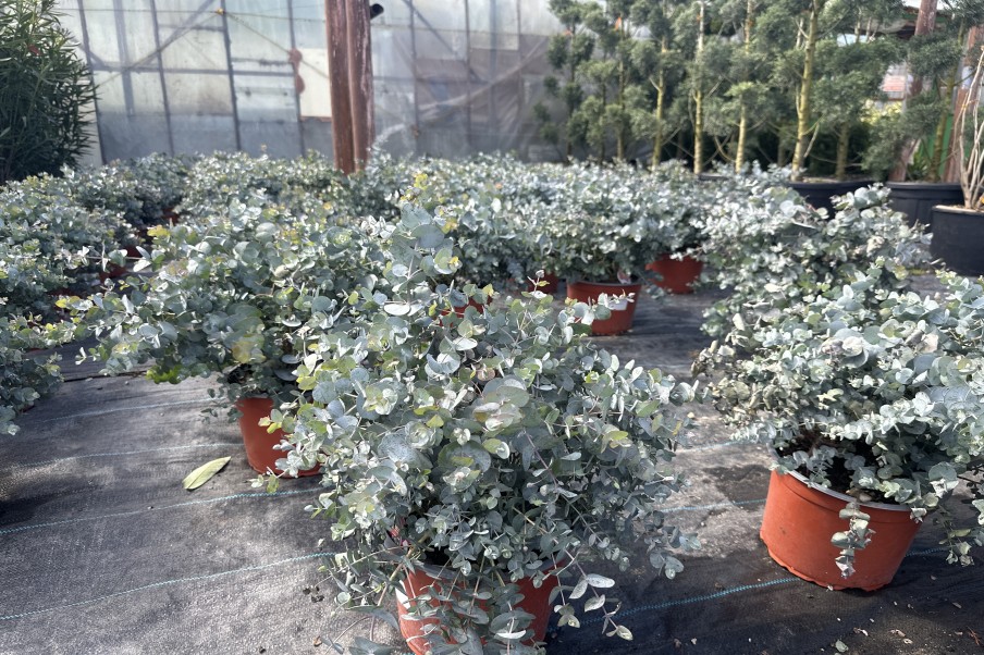 Eucalipt argintiu - Eucalyptus cinerea Silver Dollar