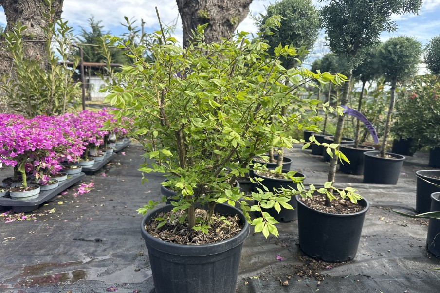 Euonymus Alatus