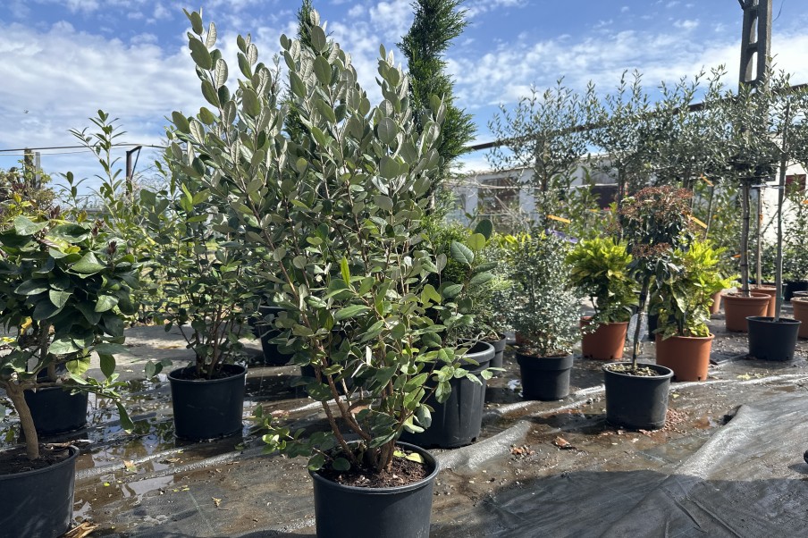 Feijoua Ananas guava Feijoa Sellowiana