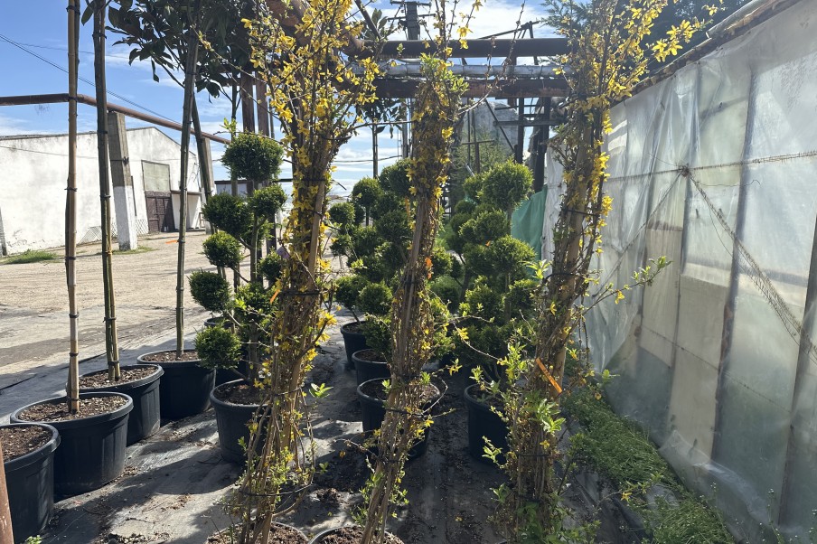 Forsythia Lynwood- Ploaie de Aur