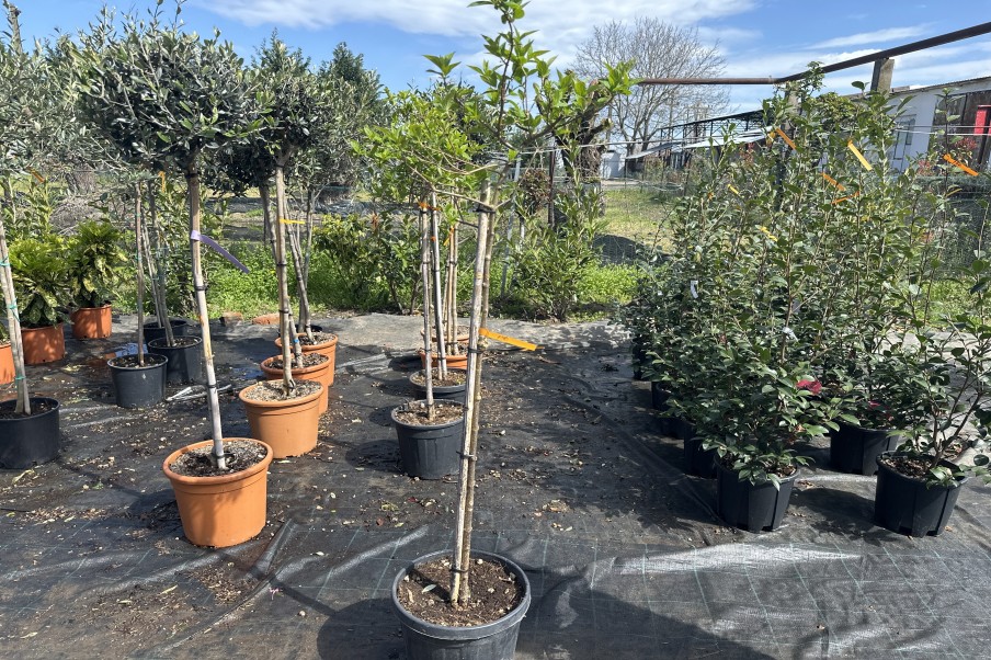 Hydrangea paniculata Limelight