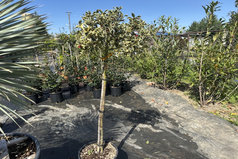 Ilex aquifolium