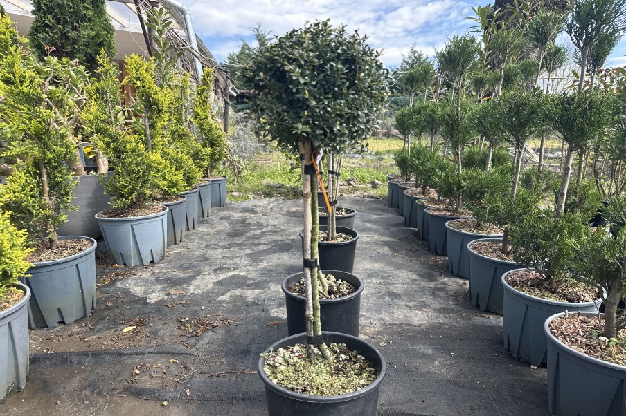Ilex Crenata Kinme