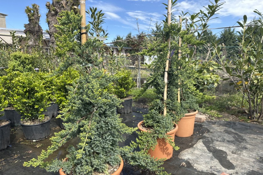 Juniperus Procumbens Nana