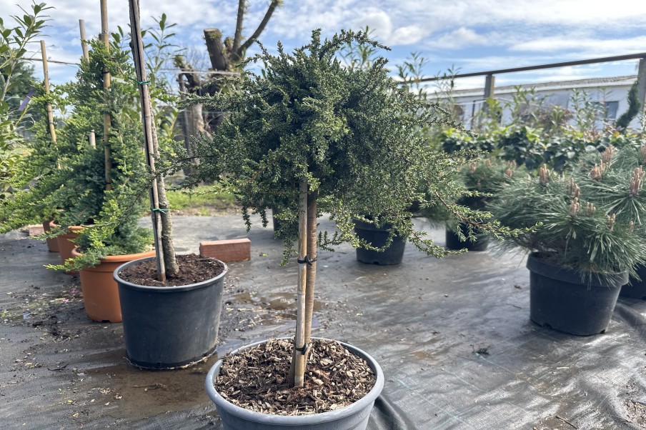 Juniperus Sibirica Ciotola