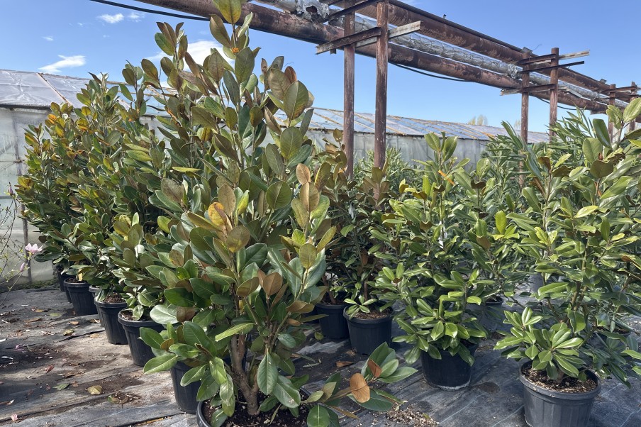 Magnolia grandiflora Goliath