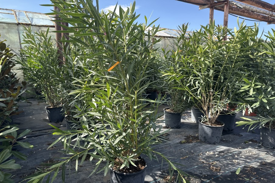 Nerium oleander
