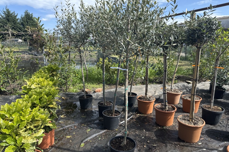 Olea europaea - măslinul european