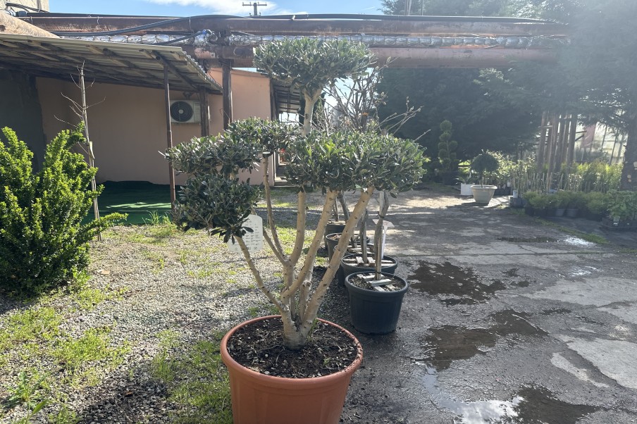 Olea Europea Ramificat Măslin