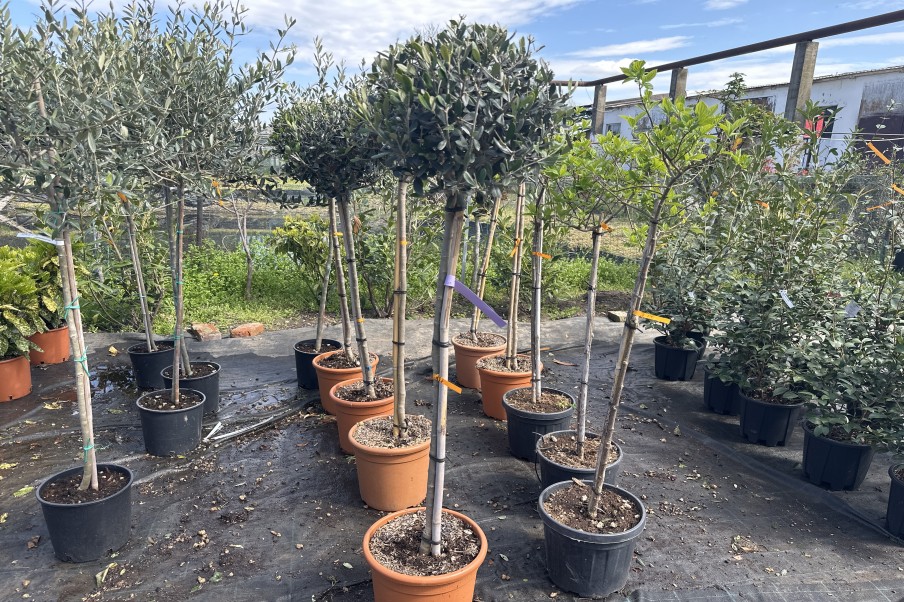 Olea Europea Tonda Măslin