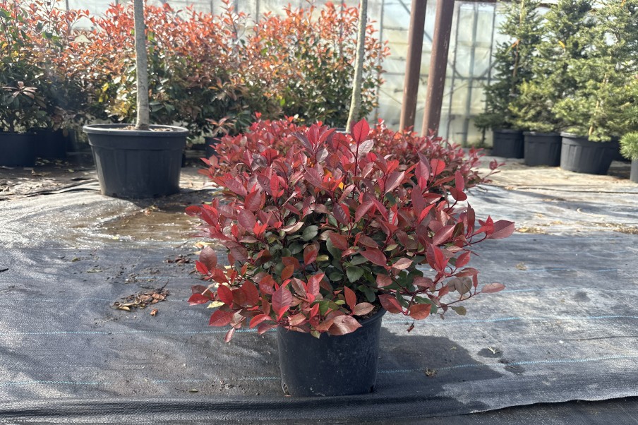 Photinia Little Red Robin – Photinia pitică
