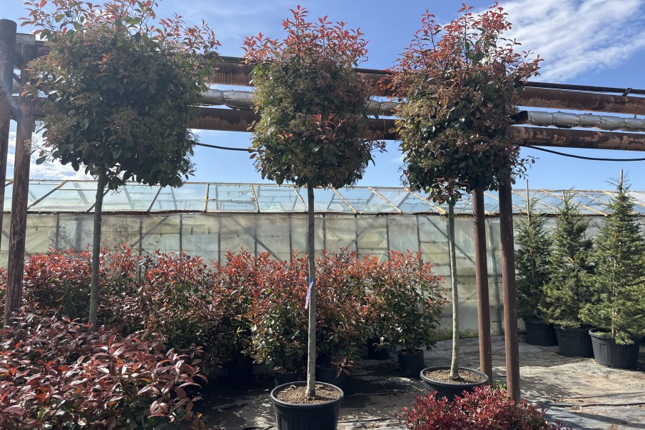 Photinia fraseri Red Robin de vânzare