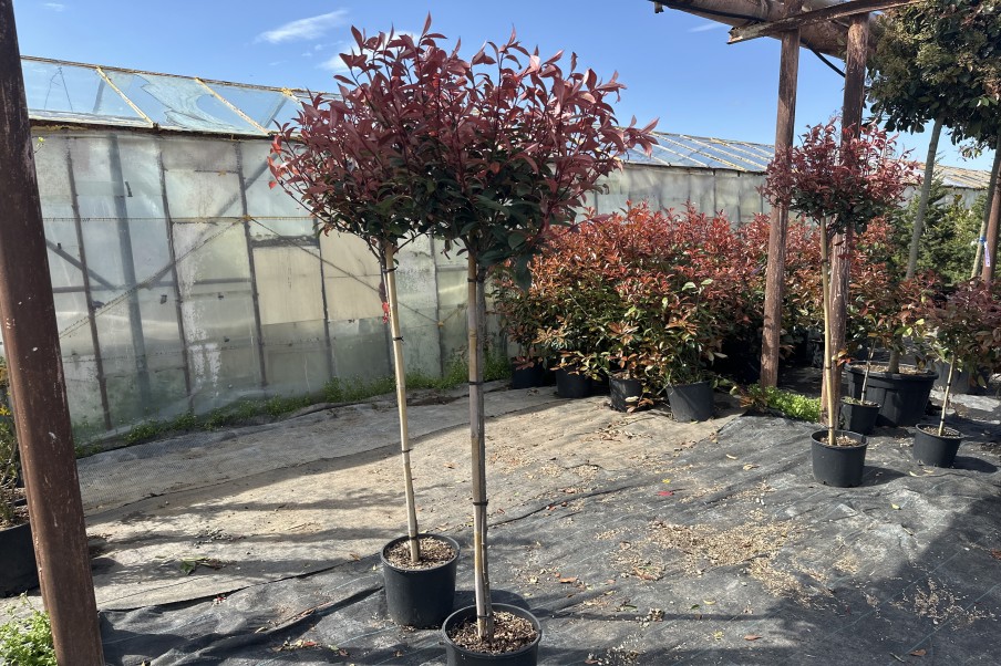 Photinia Fraseri Robusta Compactă
