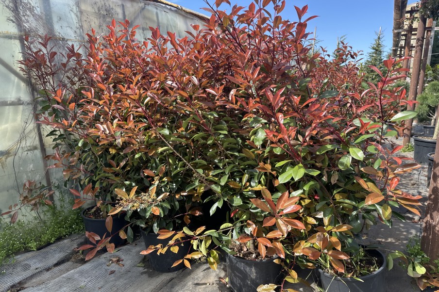 Photinia Fraseri Robusta Compacta Red Robin