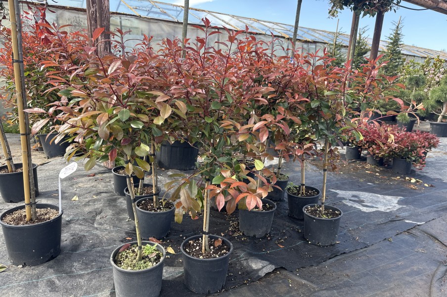Photinia robusta Red Robin copac