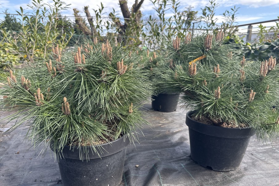 Pinus brevifolia
