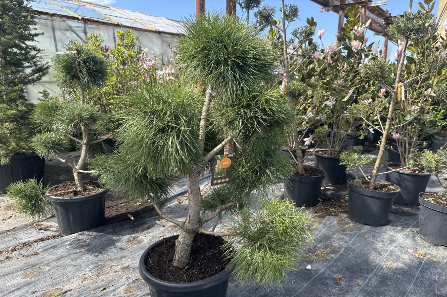 Pinus Austriaca Pon Pon
