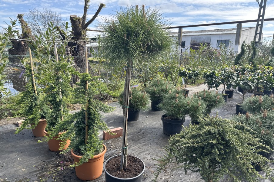 Pinus sylvestris