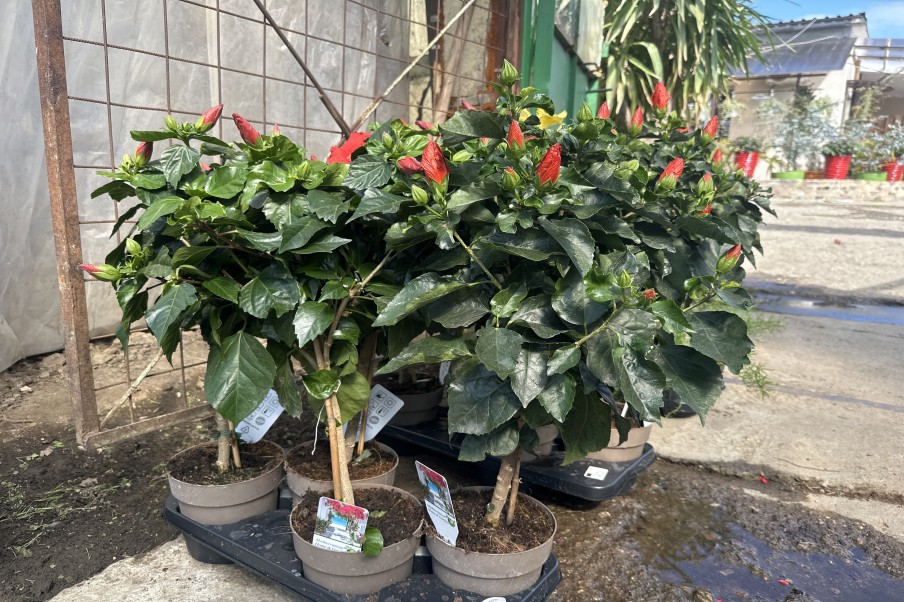 Hibiscus - trandafir japonez