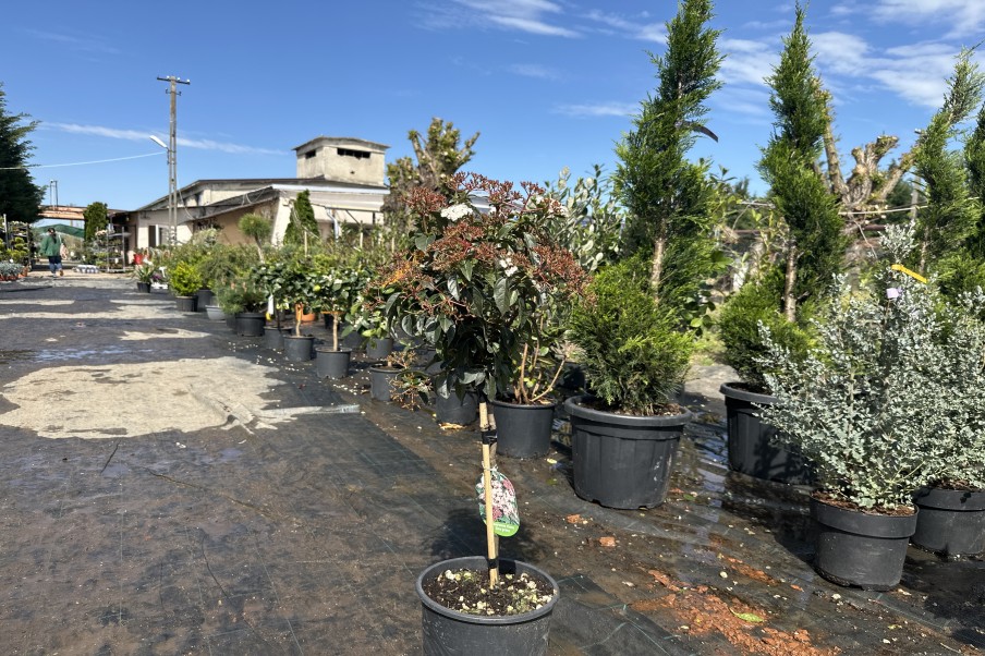 Viburnum tinus Eve Price