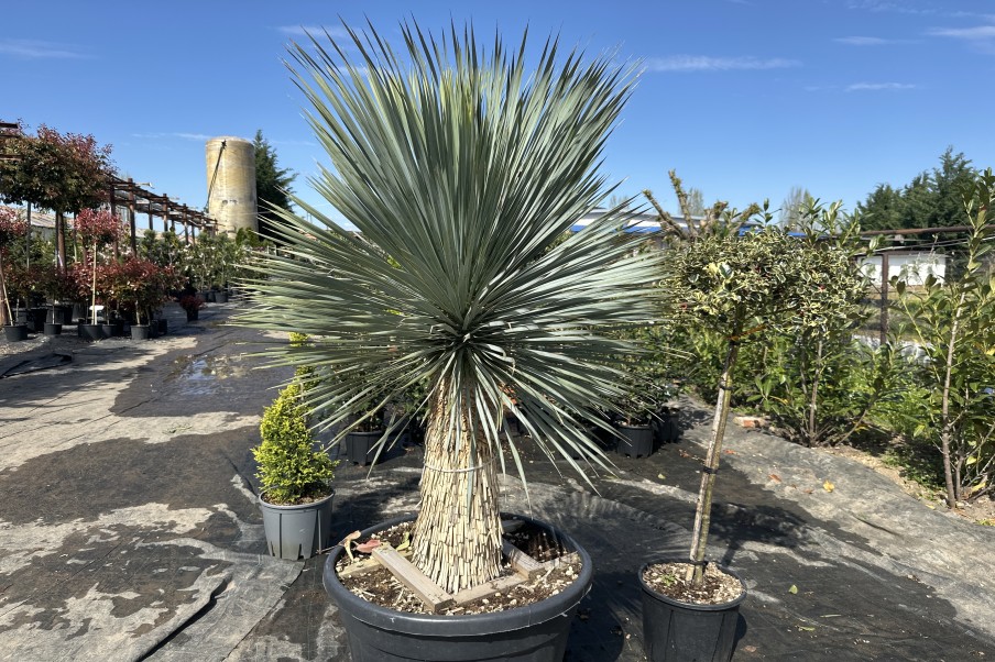 Yucca Rostrata trunchi